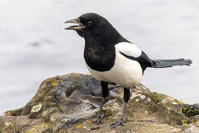 potret burung eurasian magpie