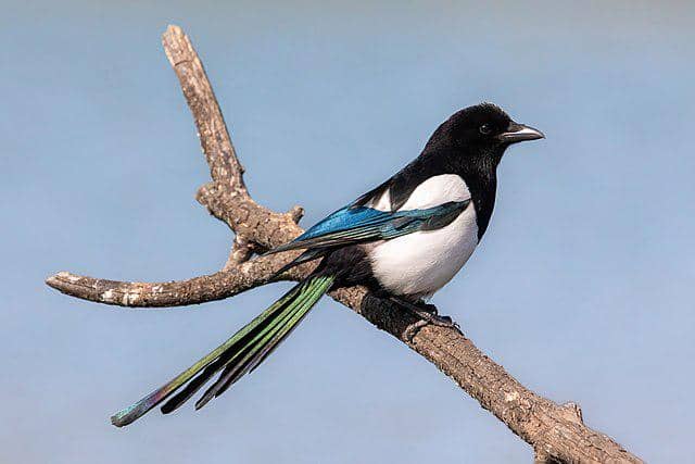 potret burung eurasian magpie