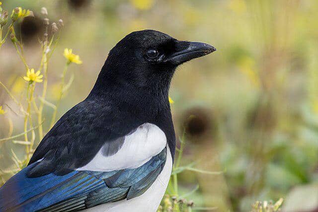 potret burung eurasian magpie