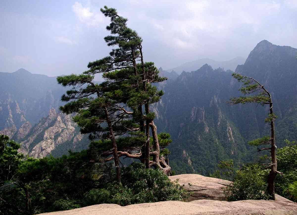 Ilustrasi krummholz forest yang punya pohon pendek