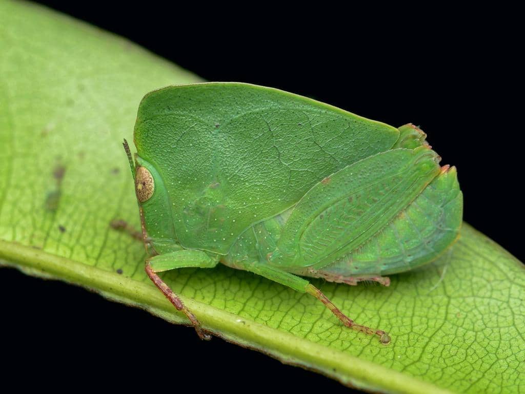 Phyllochoreia ramakrishnai