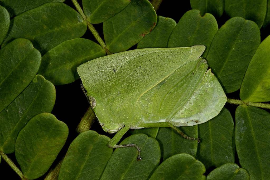 Phyllochoreia ramakrishnai
