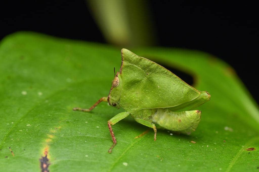 Phyllochoreia ramakrishnai