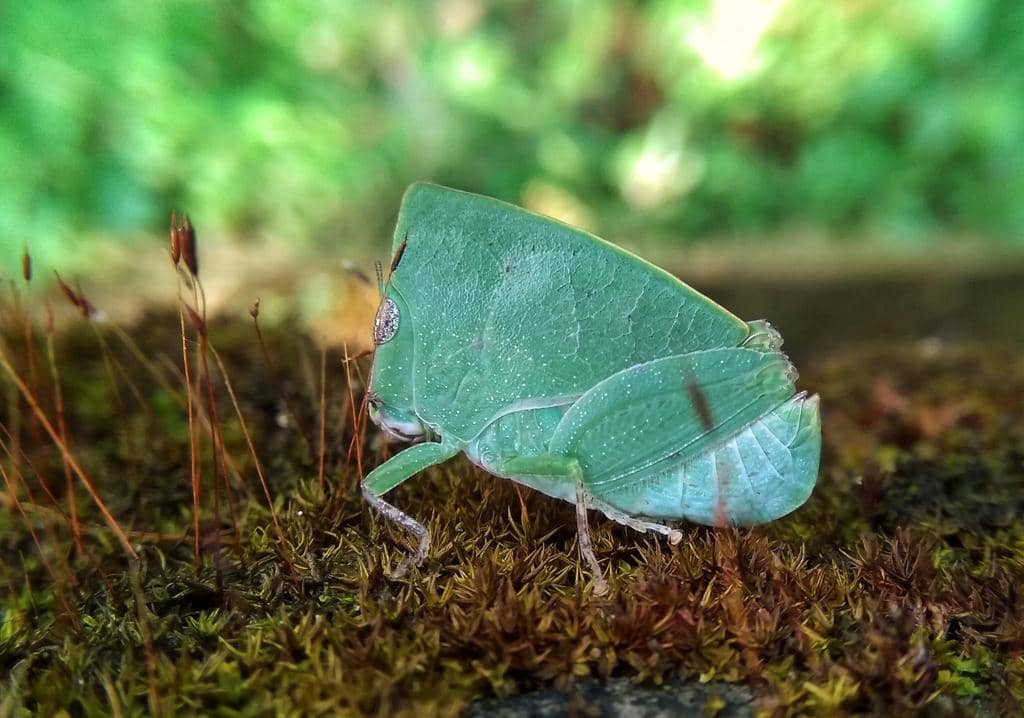 Phyllochoreia ramakrishnai
