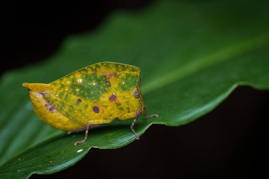 Phyllochoreia ramakrishnai