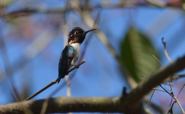 potret burung bee hummingbird