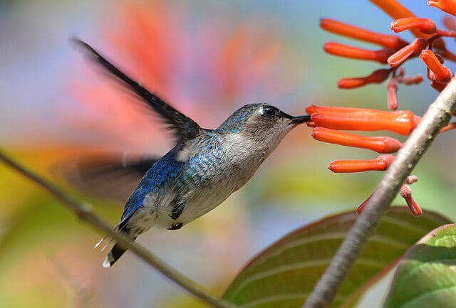 potret burung bee hummingbird