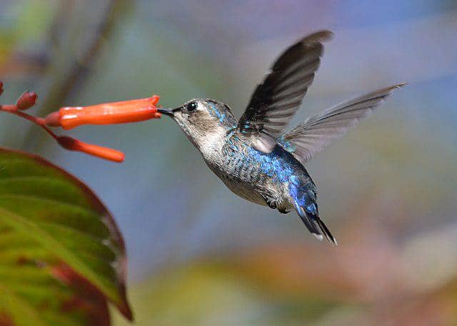 potret burung bee hummingbird 