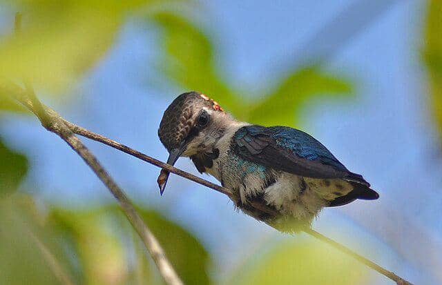 potret burung bee hummingbird