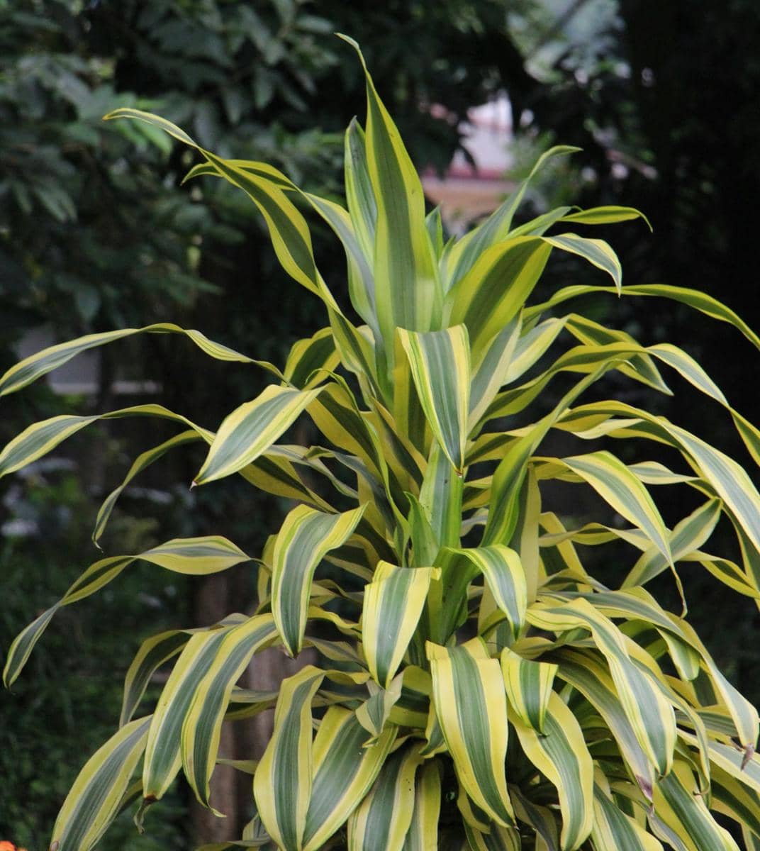 Tanaman song of India