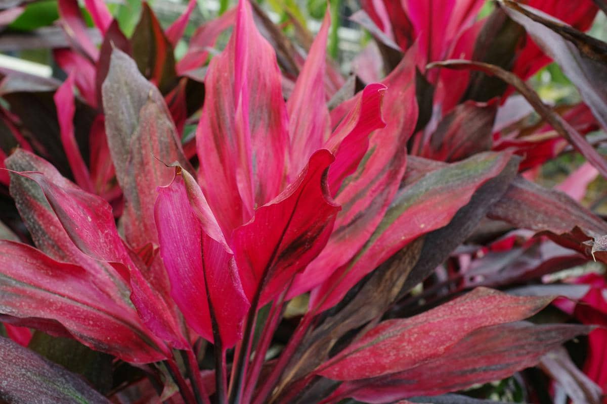 Tanaman hanjuang merah