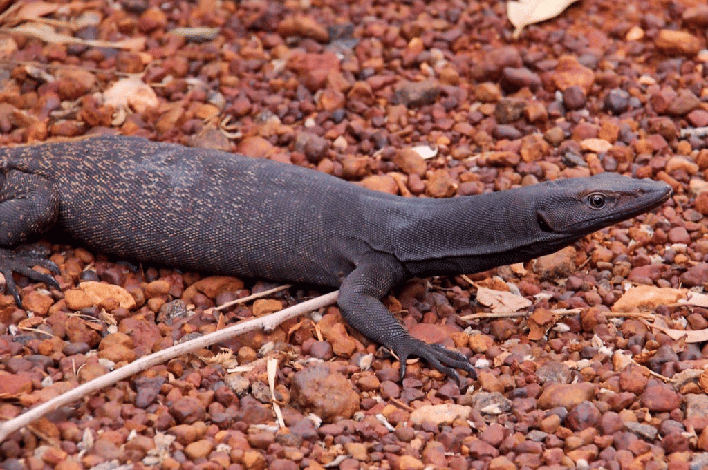 biawak kepala hitam