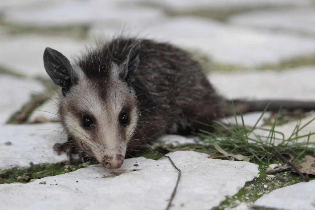 opossum selatan