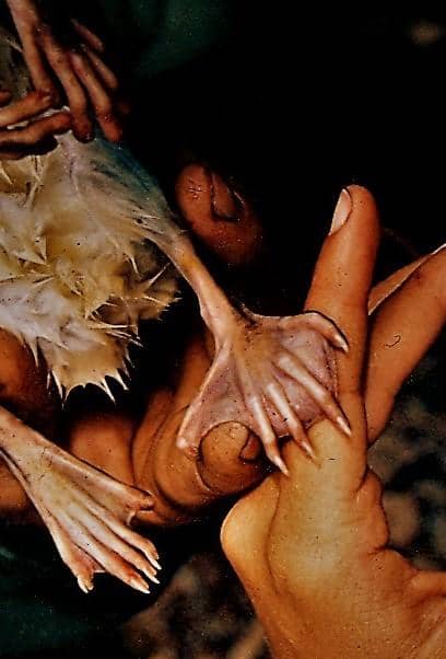 potret kaki belakang oposum air