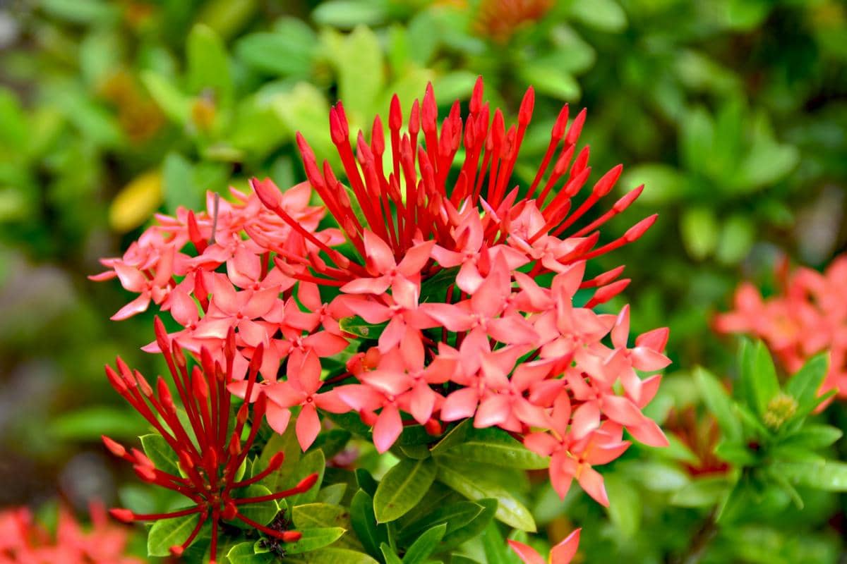 Tanaman ixora