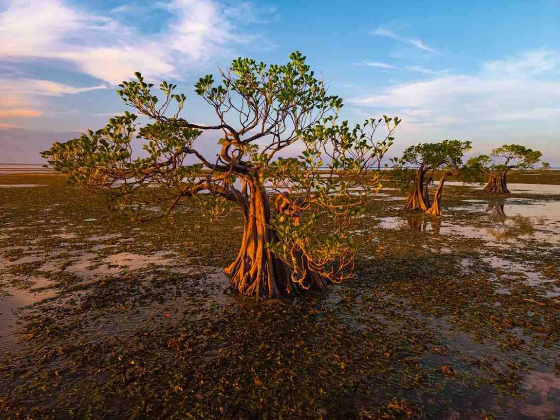 Ilustrasi hutan yang menyimpan salah satu pohon terpendek di dunia