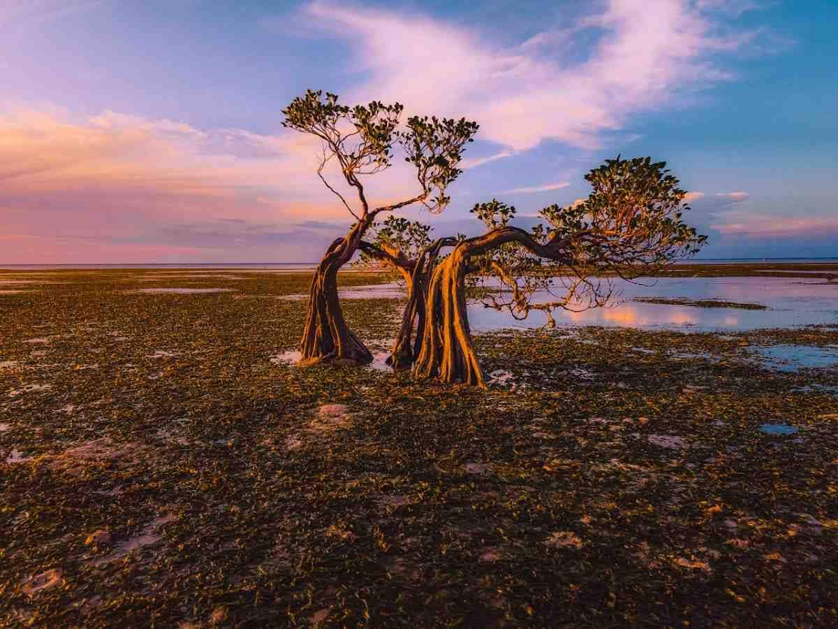 Ilustrasi hutan mangrove kerdil