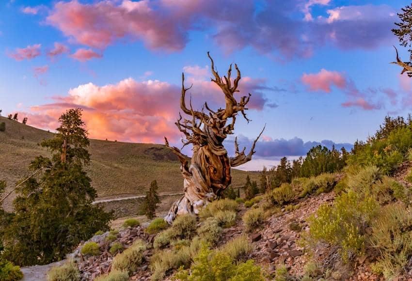 Ilustrasi pohon bristlecone pine yang pendek