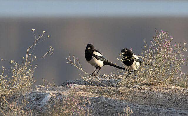 potret burung eurasian magpie 
