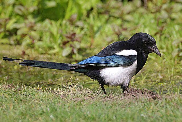 potret burung eurasian magpie
