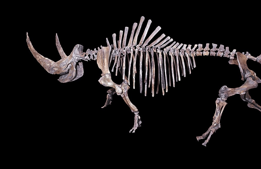 rekonstruksi kerangka badak berbulu