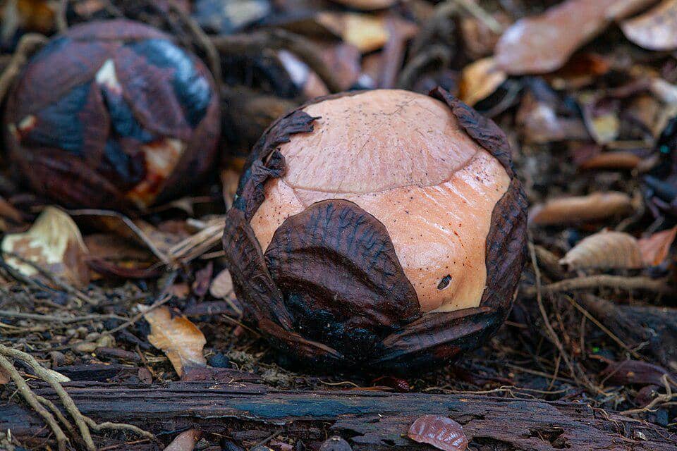 bunga rafflesia yang belum mekar