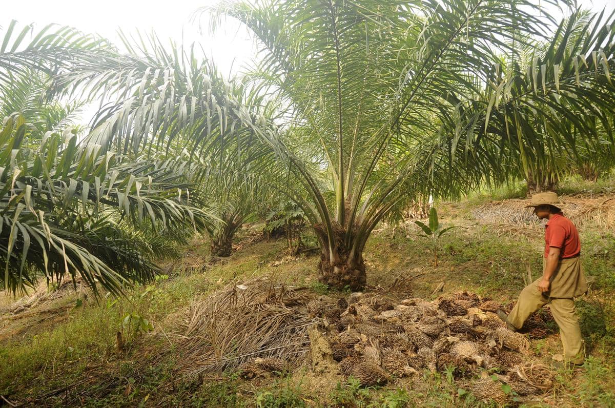 ilustrasi petani sawit