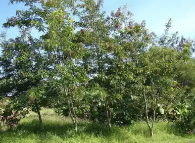 Ilustrasi Pohon Johar 