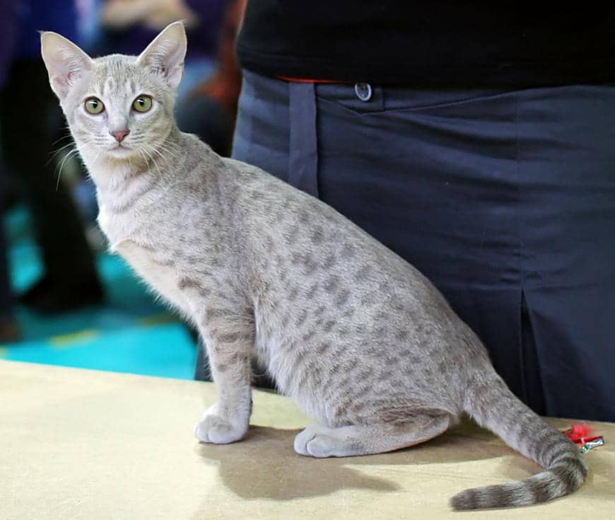 kucing ocicat yang mirip seperti bengal