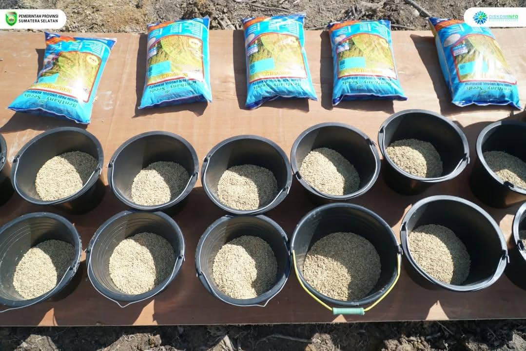 ILustrasi Benih padi (Dok: Pemprov Sumsel)