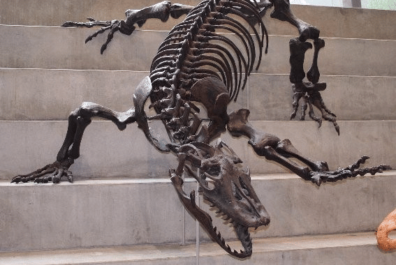 rekonstruksi kerangka megalania