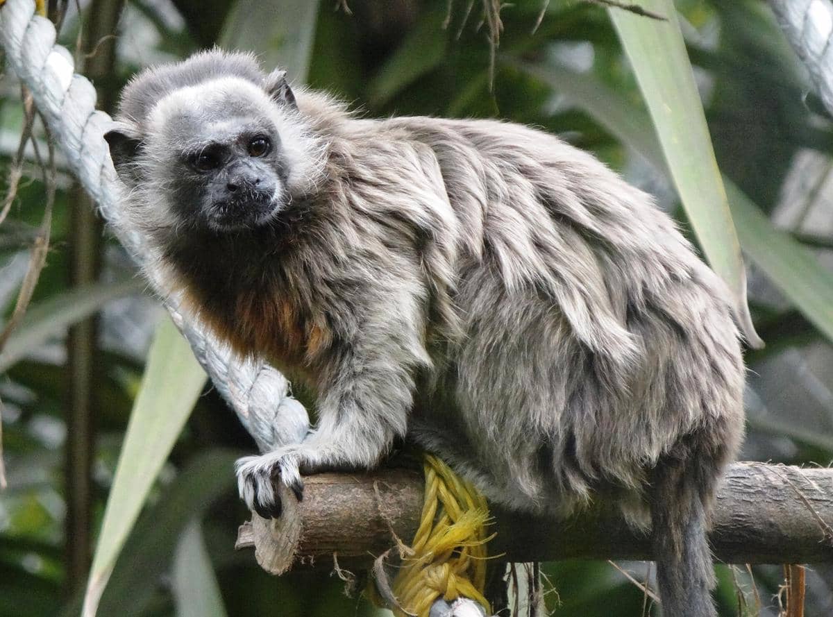 Silvery-brown Tamarin