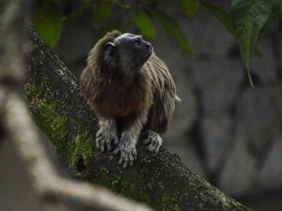 Silvery-brown Tamarin 