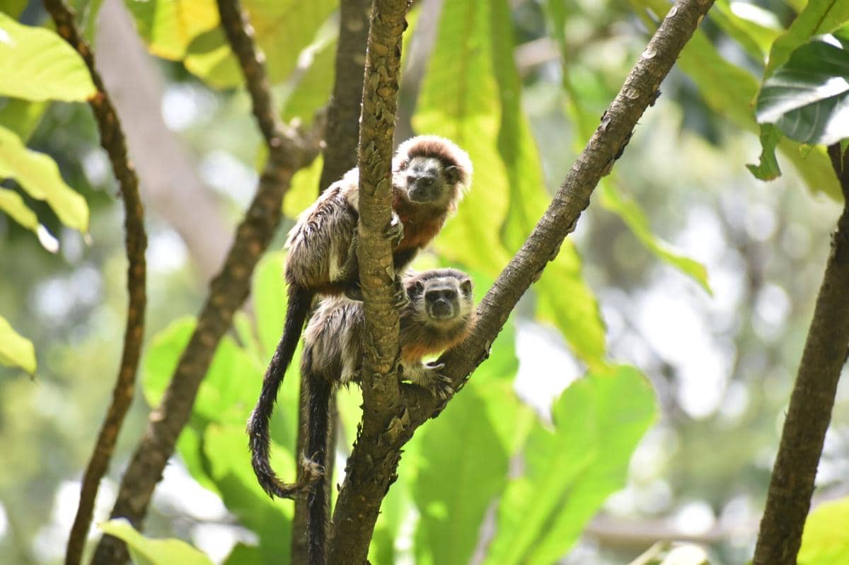 Silvery-brown Tamarin 