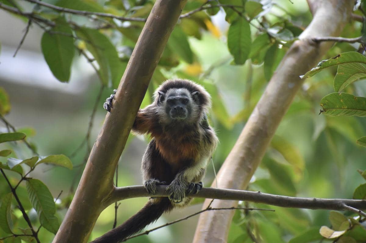 Silvery-brown Tamarin 