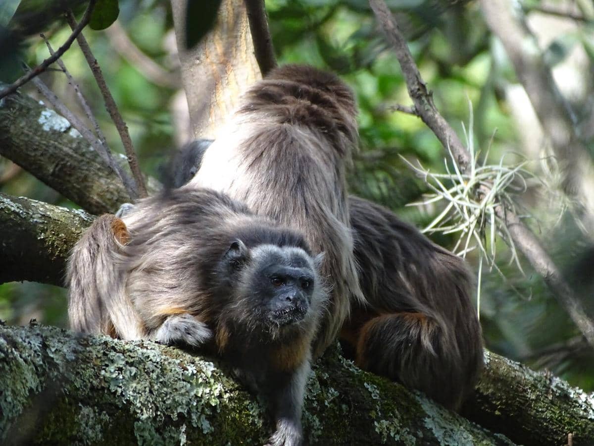 Silvery-brown Tamarin 