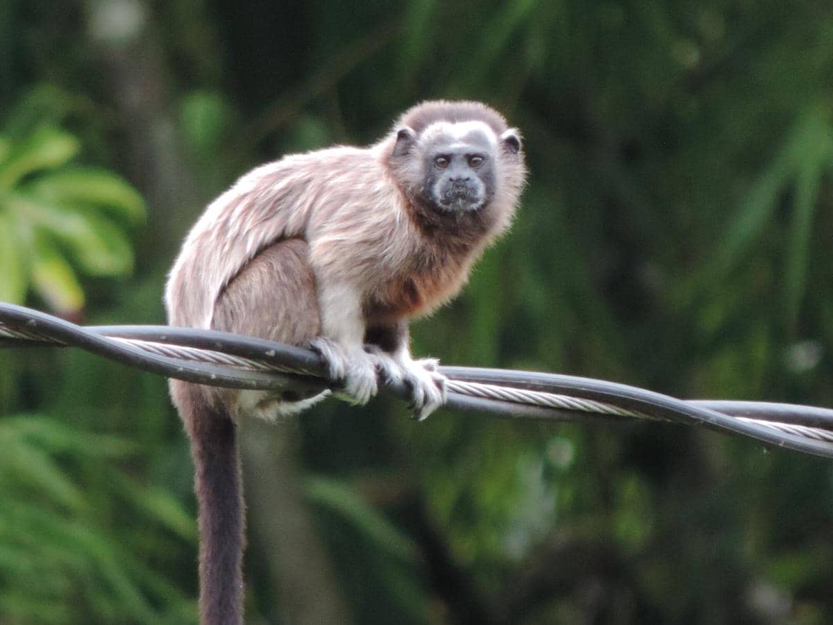 Silvery-brown Tamarin 