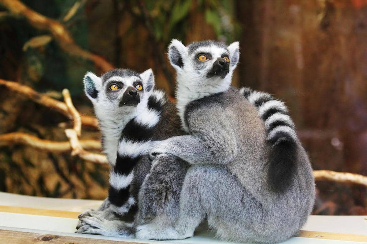 Potret lemur ekor cincin