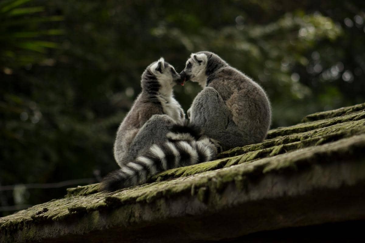 Potret lemur ekor cincin