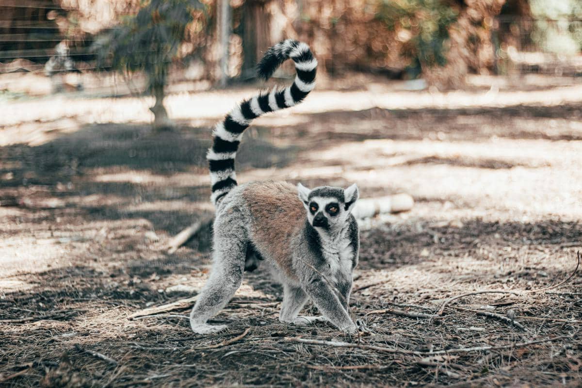 Potret lemur ekor cincin