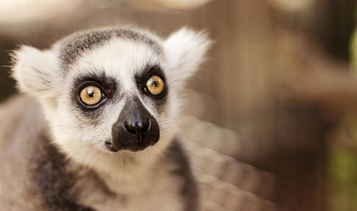 Potret lemur ekor cincin