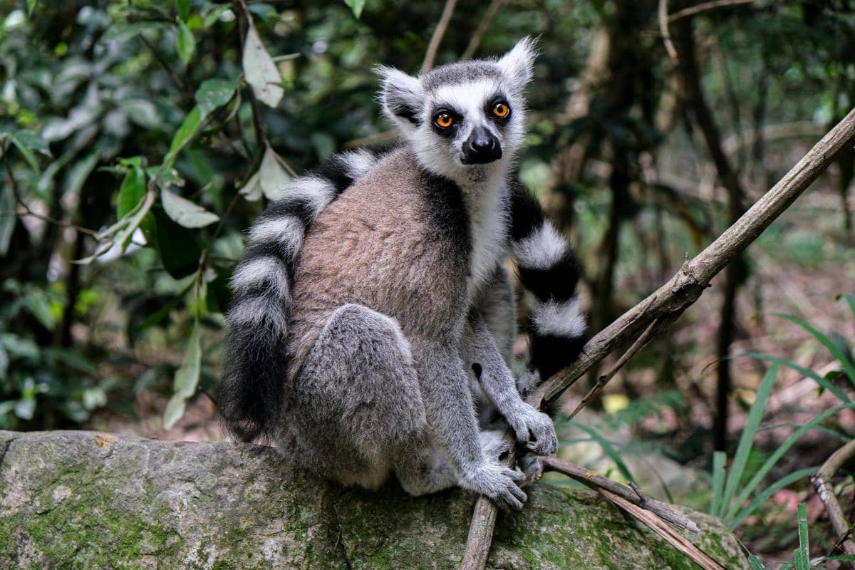 Potret lemur ekor cincin
