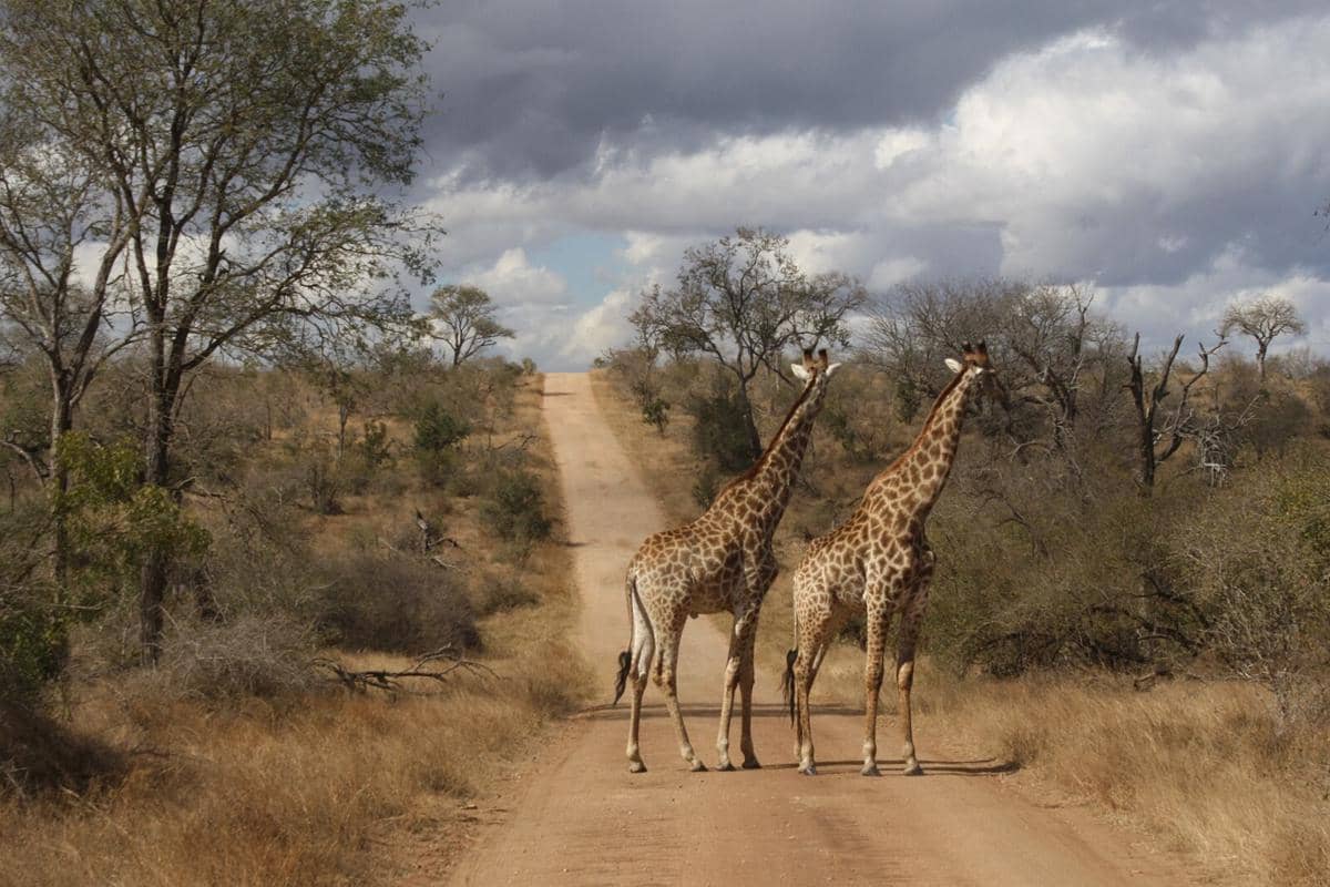 potret Kruger National Park