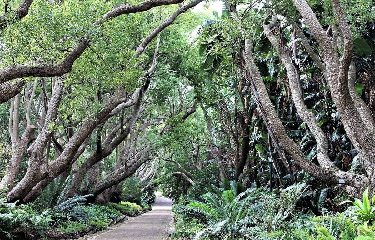 potret Kirstenbosch National Botanical Garden