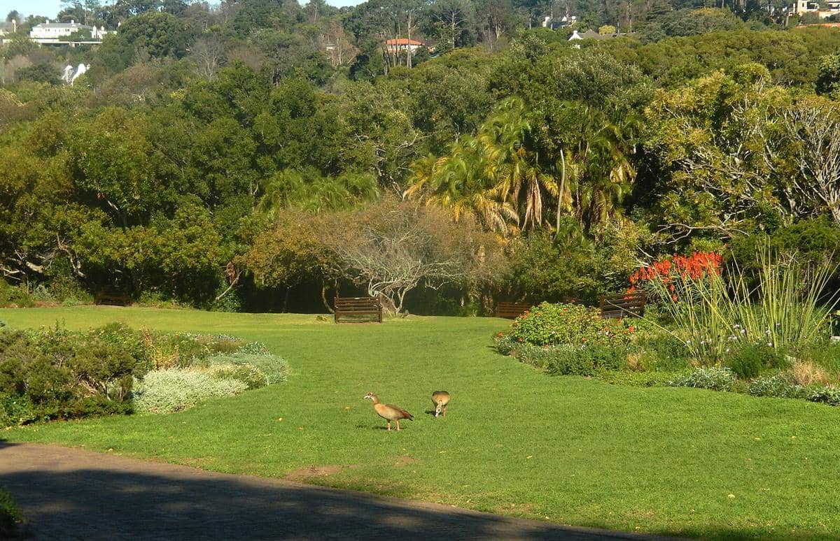 potret Kirstenbosch National Botanical Garden