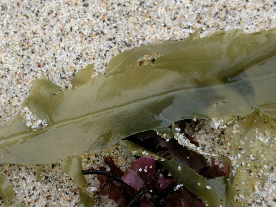 Desmarestia ligulata