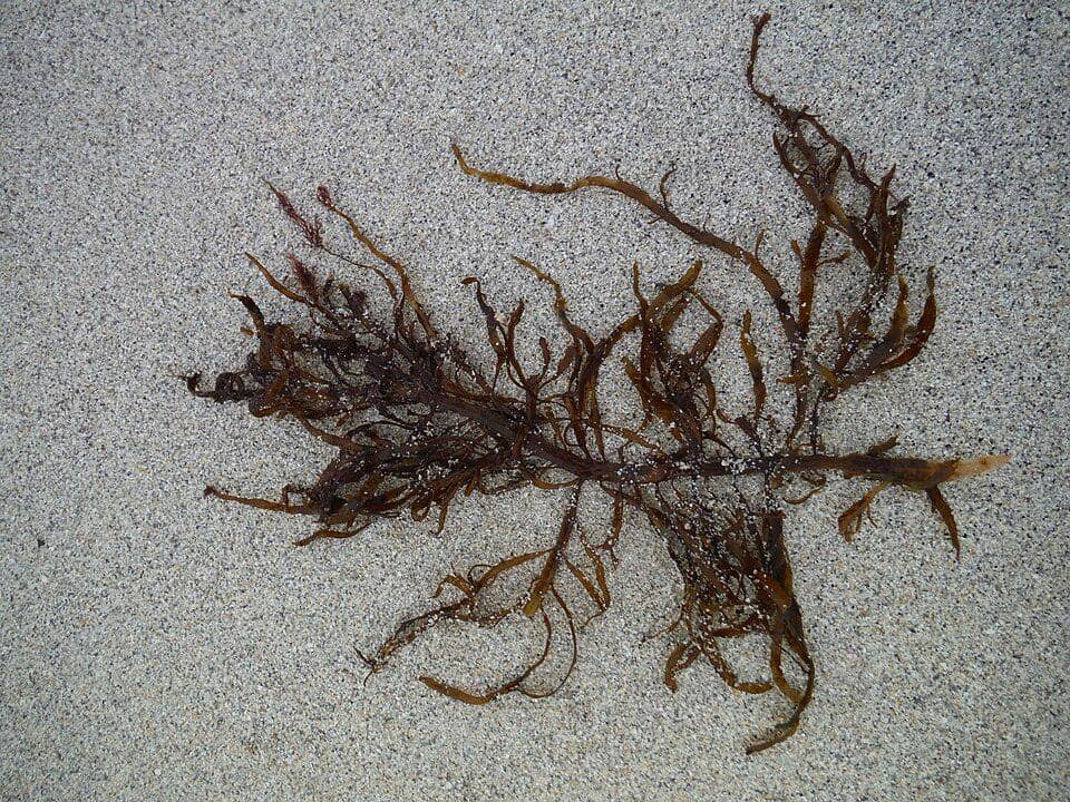 Desmarestia ligulata mengandung asam sulfat