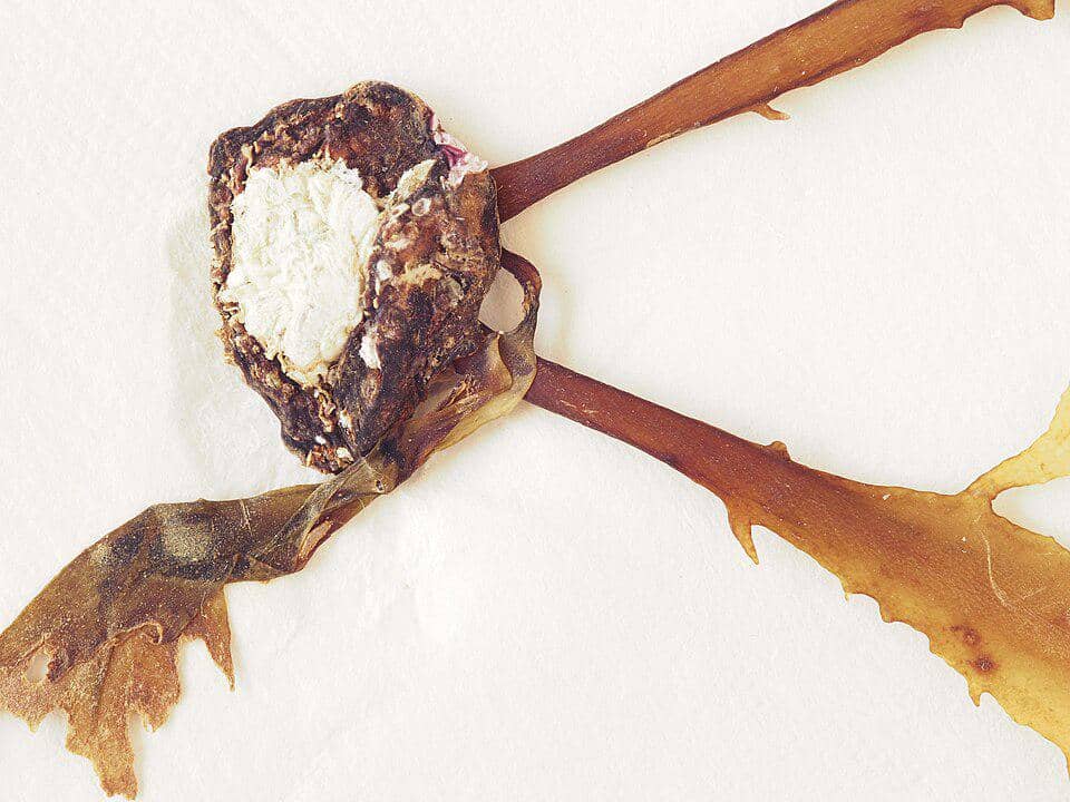 Desmarestia ligulata bisa mengalami kondisi stres