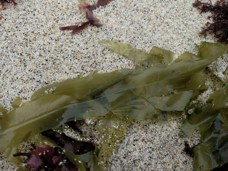 Desmarestia ligulata