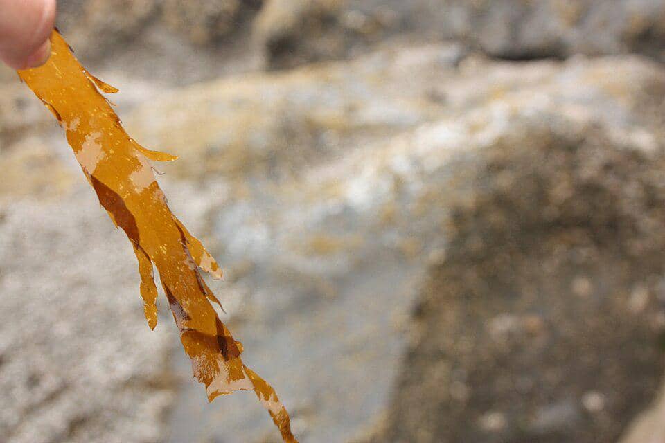 Desmarestia ligulata memiliki persebaran luas 